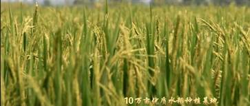 �߽��������գ����ĸ￪��40�����巢չ