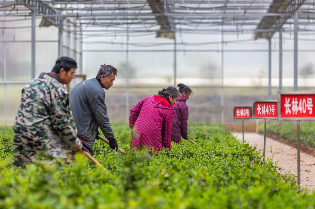 贵州玉屏：油茶产业生态化助农增收