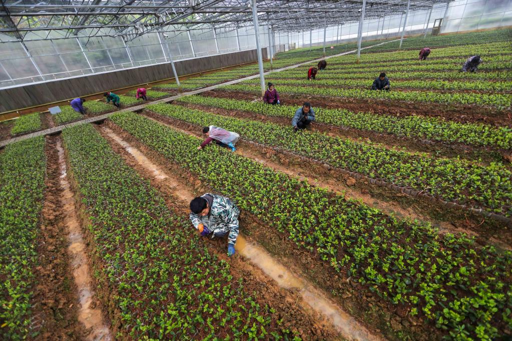 贵州玉屏：油茶产业生态化助农增收
