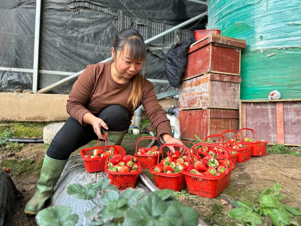 乡村行·看振兴｜发展草莓产业 种出好未来——青海湟中区乡村振兴见闻