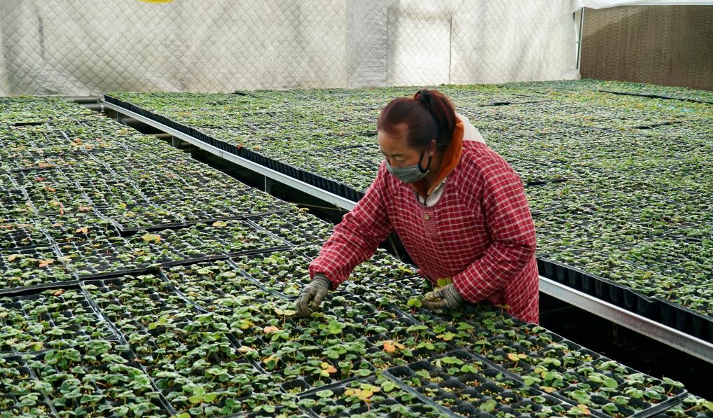 乡村行·看振兴｜发展草莓产业 种出好未来——青海湟中区乡村振兴见闻