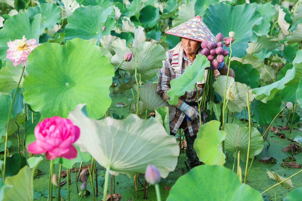 浙江武义：荷花产业助致富