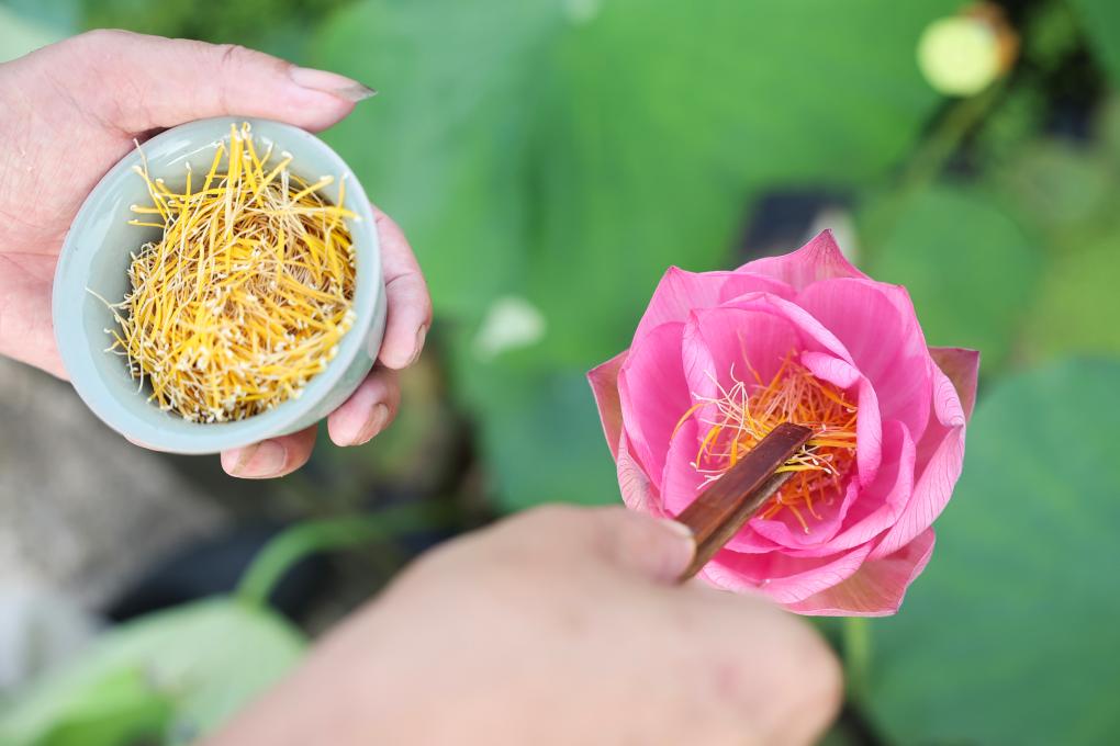 浙江武义：荷花产业助致富