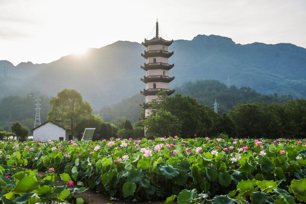 浙江武义：荷花产业助致富