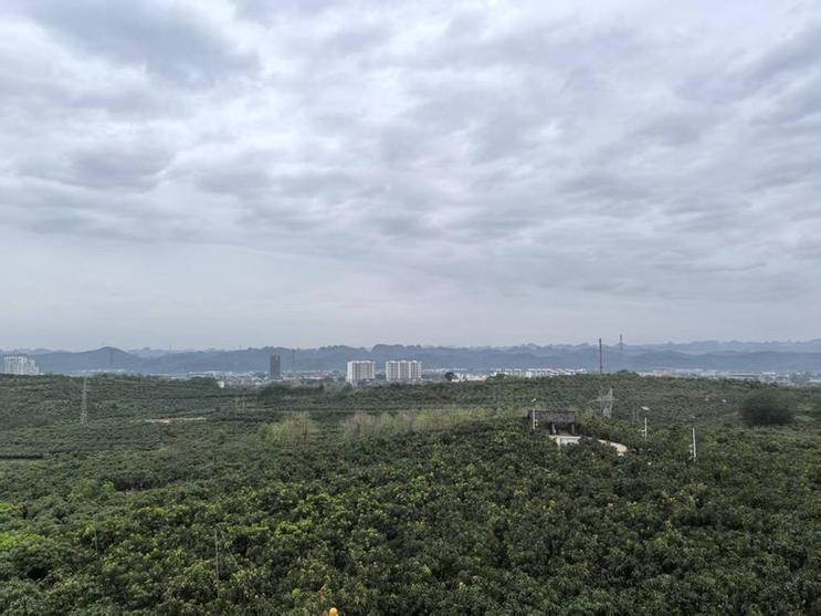 AI助力芒乡果农扩销路——广西田东乡村振兴见闻