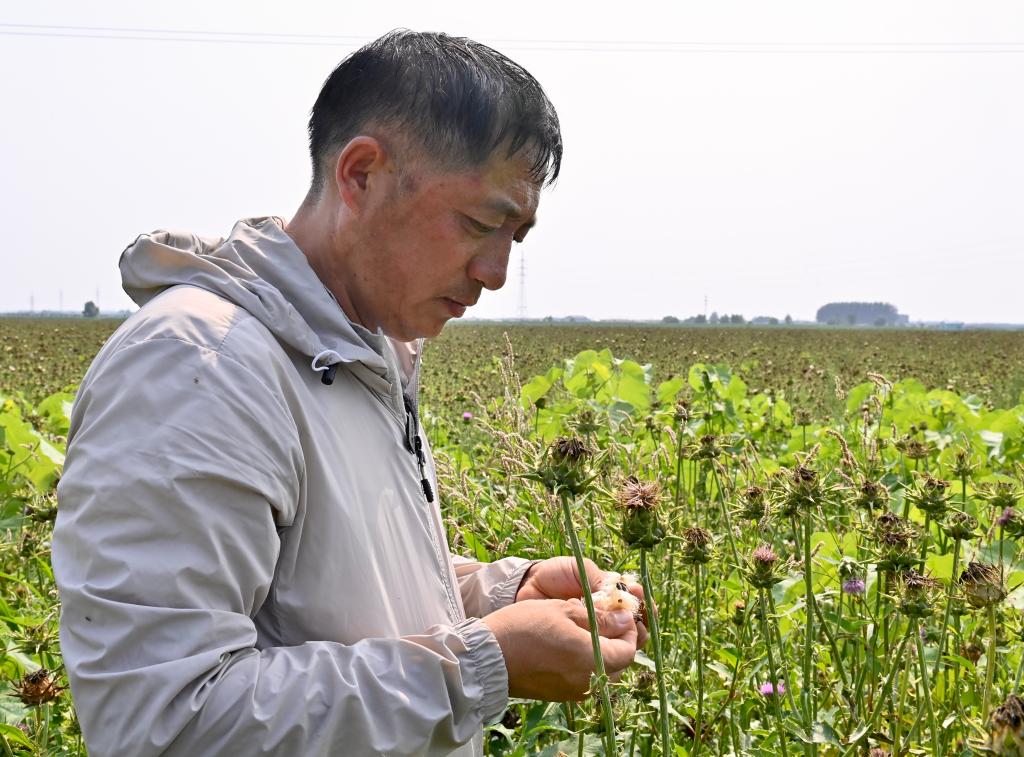 辽宁海城：“一地两种”助力农民增收