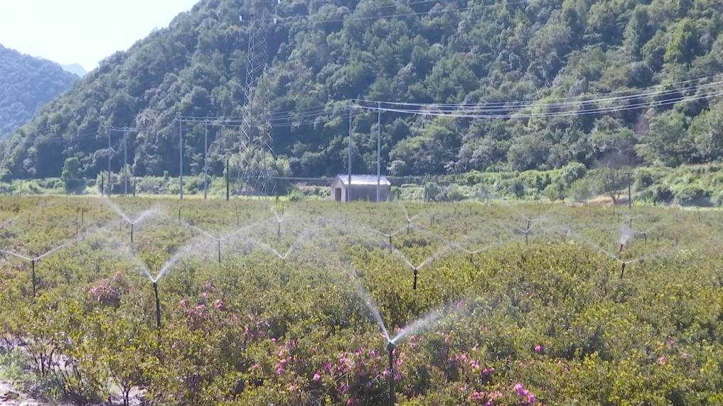 新华视点｜各地多维度发力 多元探索绘就乡村振兴新画卷