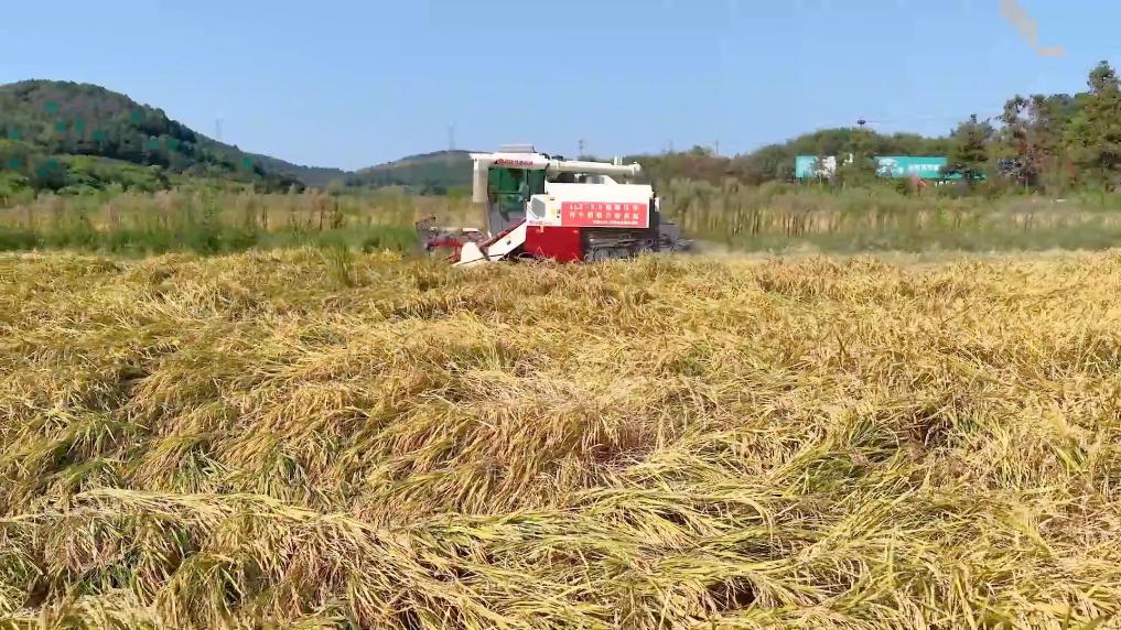 新华视点｜各地多维度发力 多元探索绘就乡村振兴新画卷