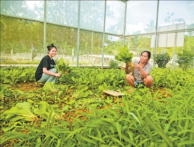 “特色蔬菜产业铺就一条致富路”(第一现场)