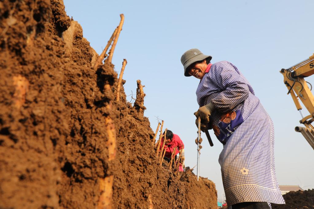 河南温县:铁棍山药产业助农增收
