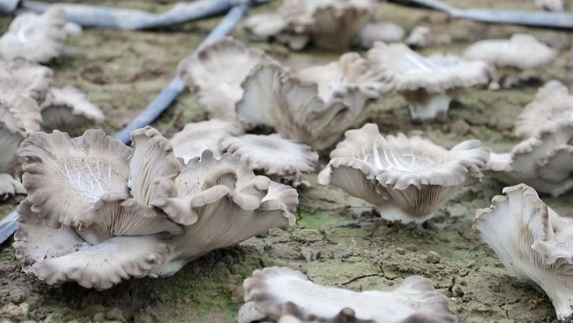 长势喜人的灵芝菇。王隆基摄