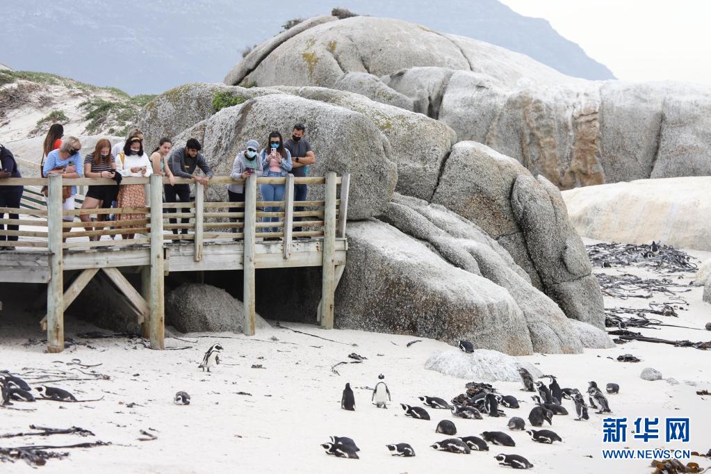 南非：沙滩上的非洲企鹅