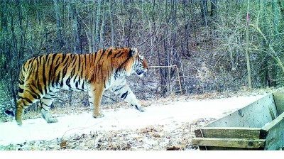 王者归来，中国野生虎的研究和保护经历了什么