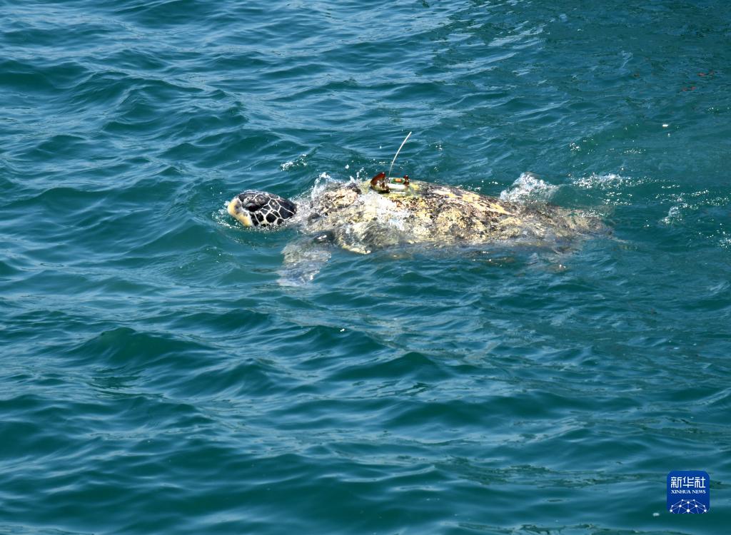 世界海龟日：保护海龟 你我同行