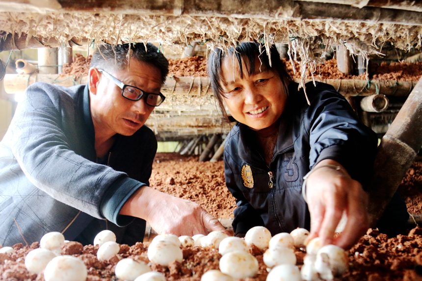 江西遂川：双孢菇撑起乡村振兴致富“伞”