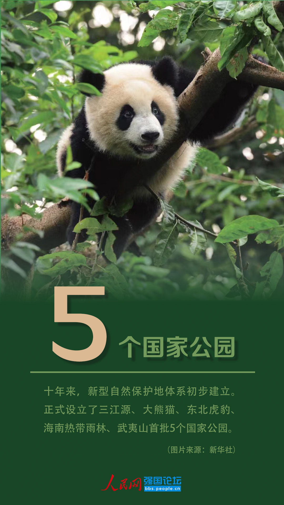 造林9.6亿亩！十年来美丽中国绿色本底不断夯实