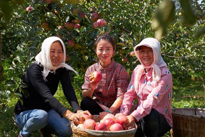 2019年10月，@她创业计划宁夏中卫苹果种植项目带头人张翠燕（中）。