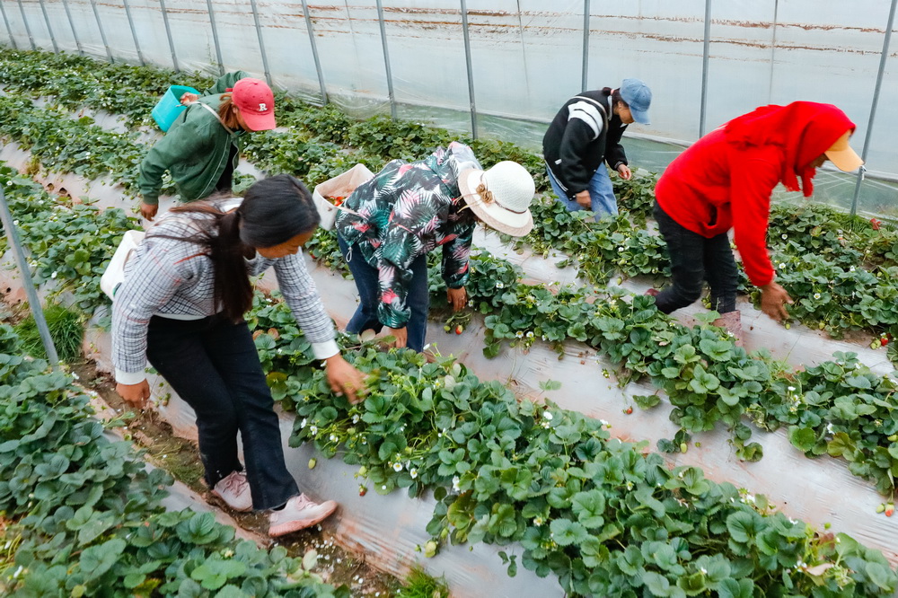 10月27日，在位于四川省凉山州昭觉县三岔河镇的九如草莓产业园，易地扶贫搬迁到此的居民在大棚里采摘草莓，他们每月可获得1000至2000元收入。新华社记者 沈伯韩 摄