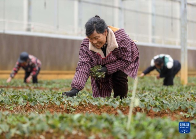 贵州玉屏：油茶全产业链助力乡村振兴