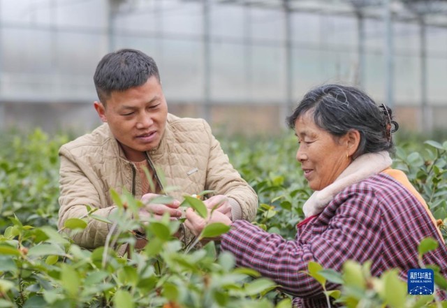 贵州玉屏：油茶全产业链助力乡村振兴