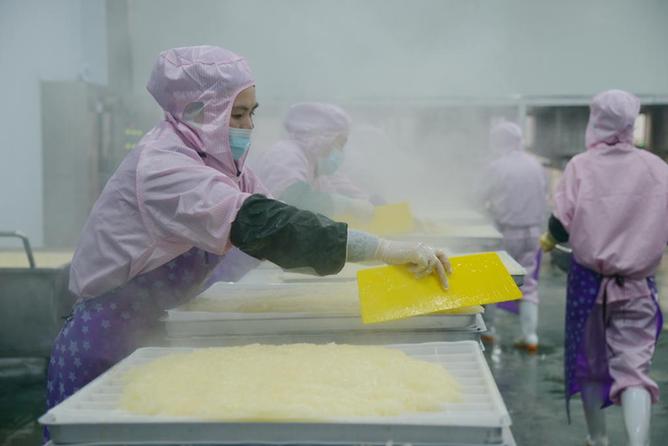 春早弄菇正当时——“中国食用菌之都”春菇生产一线见闻
