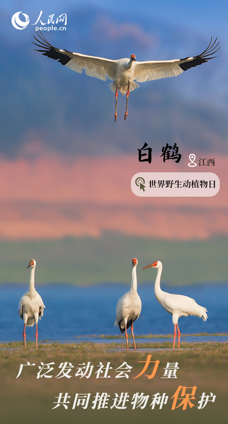 保护率达74%！我国野生动植物保护取得显著成效