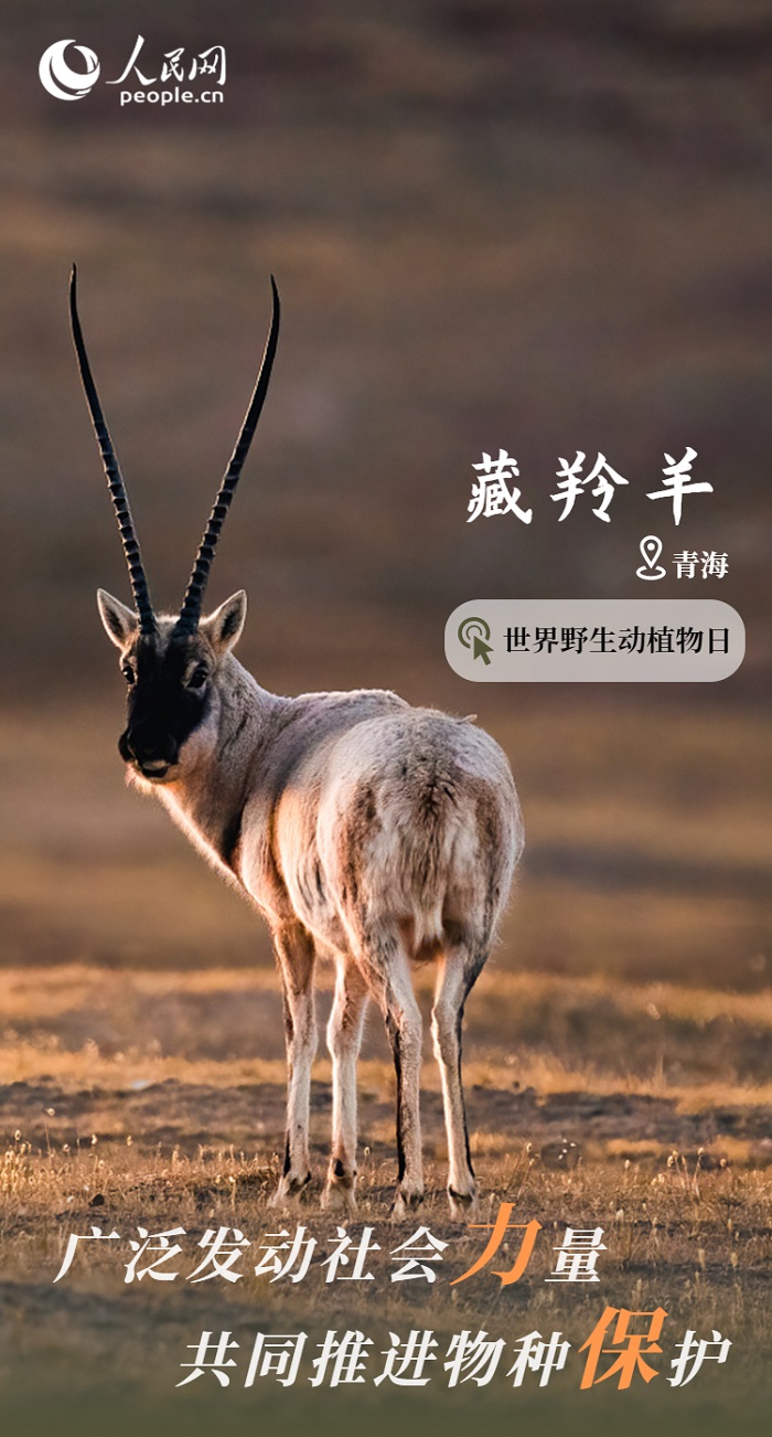 保护率达74%！我国野生动植物保护取得显著成效