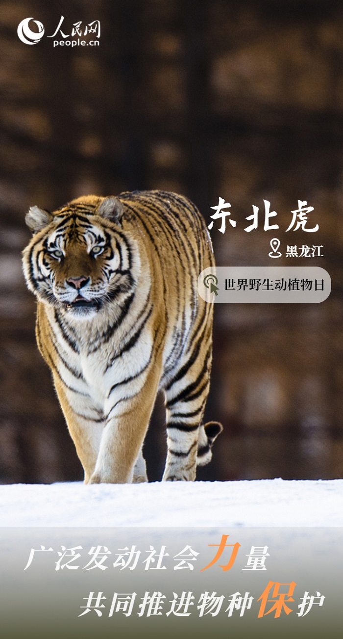 保护率达74%！我国野生动植物保护取得显著成效
