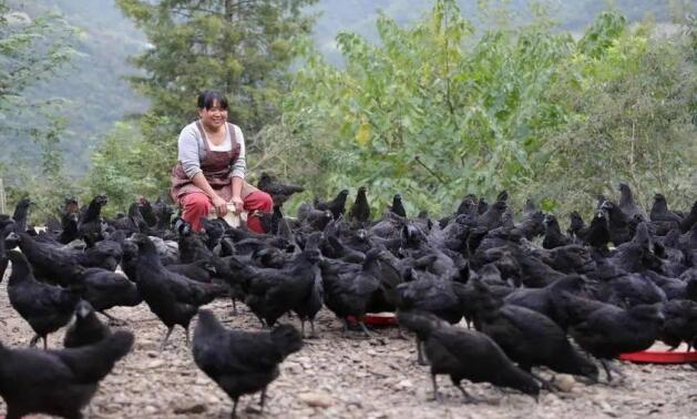神农架五黑鸡“啄”开乡村振兴路