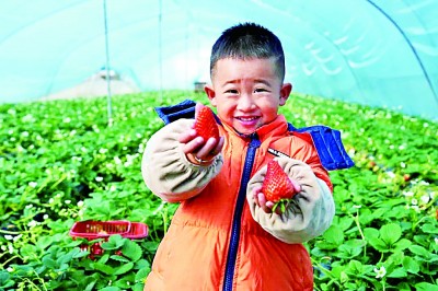 陕西省汉中市徐家坪社区：果园中的“欢声笑语”