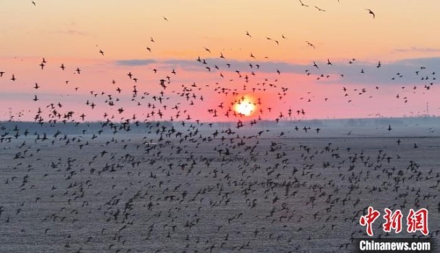 20余万只候鸟飞抵吉林波罗湖保护区