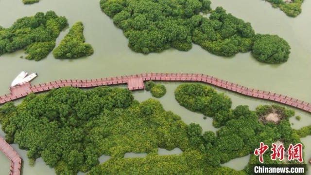 广东今年计划营造红树林2600公顷