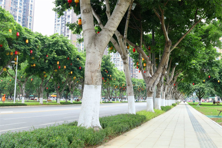 破解行道树树根凸起 德阳探索让行道树既美观又安全