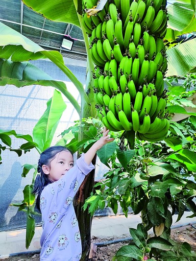 宁夏吴忠市青铜峡市叶盛镇蒋滩村：大棚农业让日子更美了