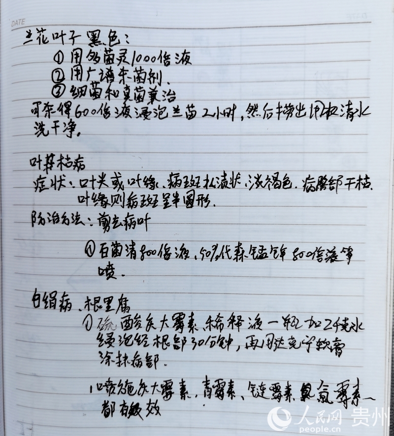 小兰花种出增收“大产业”