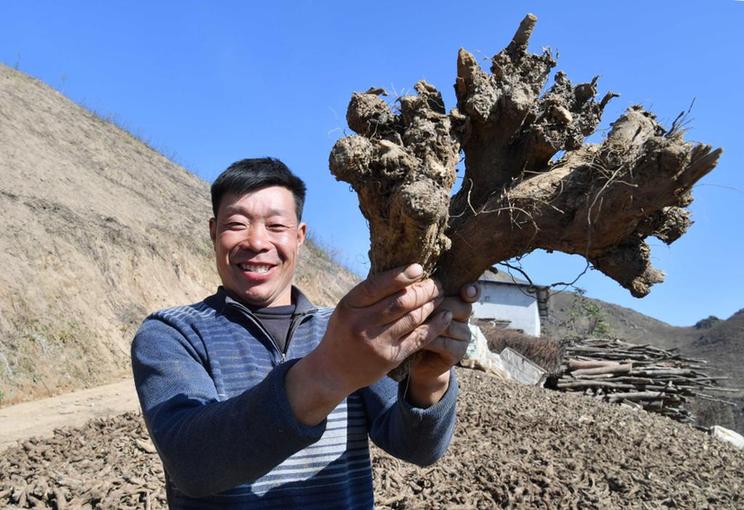 重庆开州：木香产业托起“稳稳的幸福”