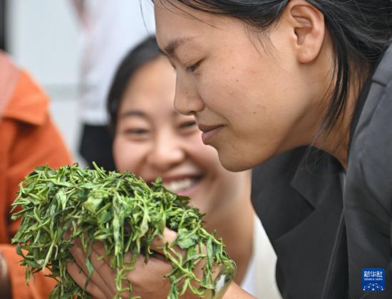 女子学堂助力茶产业