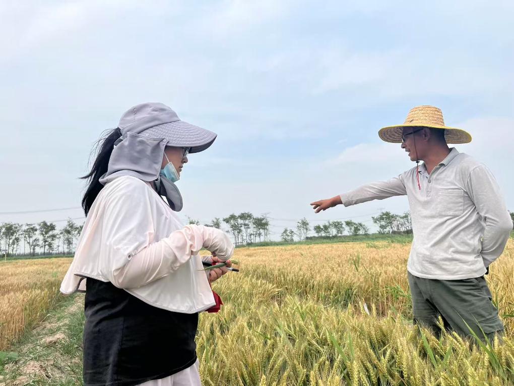 盐碱地里小麦收割忙