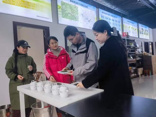 春茶开采正当时 湘西黄金茶地标授权赋能产业提质