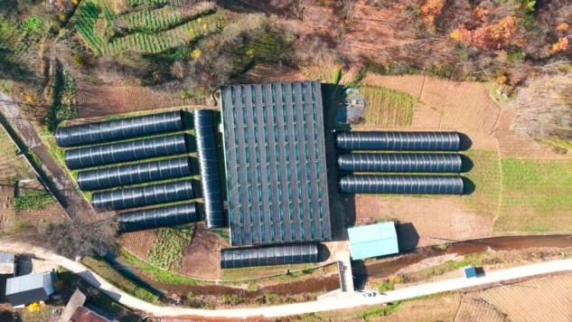 秦巴山间育“金菌” 智慧赋能兴山村