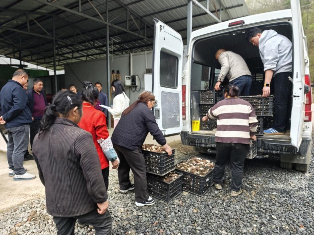 秦巴山间育“金菌” 智慧赋能兴山村