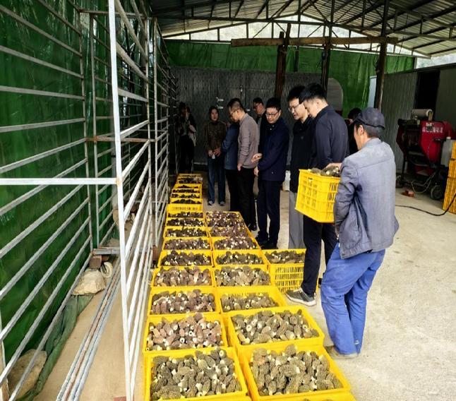 秦巴山间育“金菌” 智慧赋能兴山村
