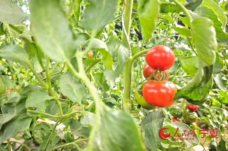 行进中国丨菜棚连沃土 山海促共富
