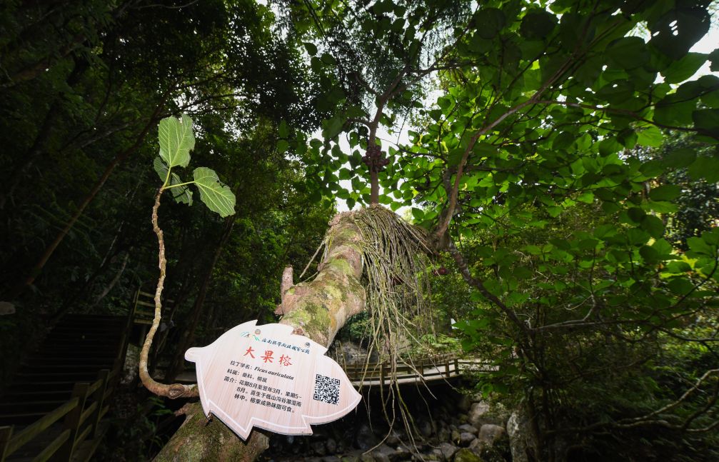 五年了,看海南热带雨林国家公园的这份答卷