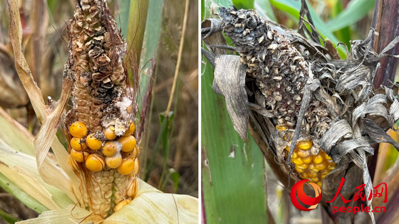 秋收困境透视农业抗灾短板