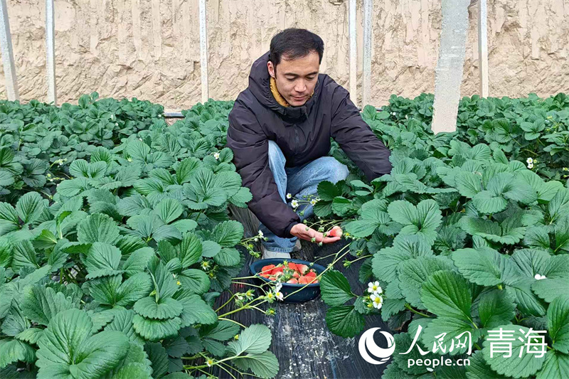 家门口的草莓棚,润了生活富了乡邻