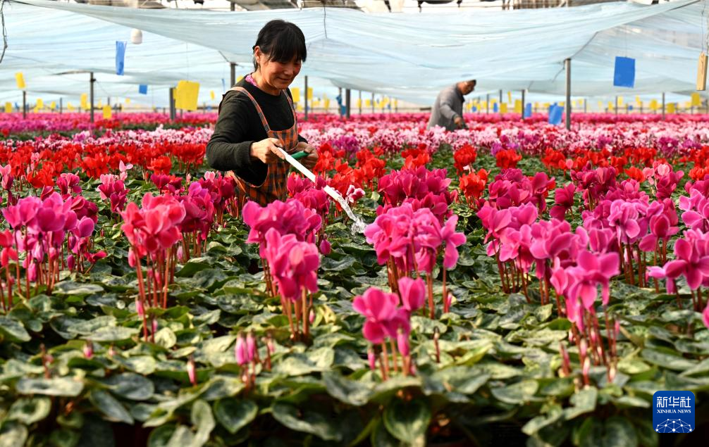 “鲜花经济”助增收