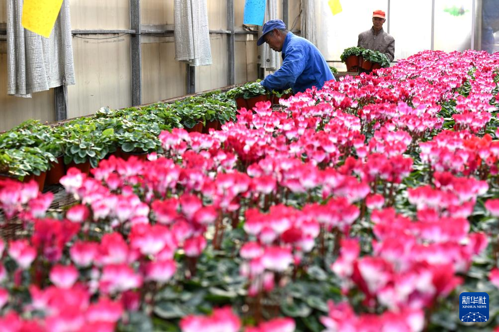 “鲜花经济”助增收