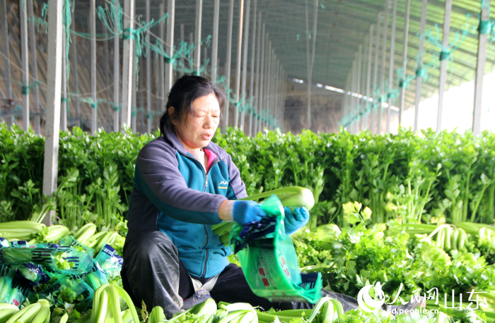 “芹”劳致富种出“好前景” 工人们在收割芹菜。人民网记者 宋翠摄