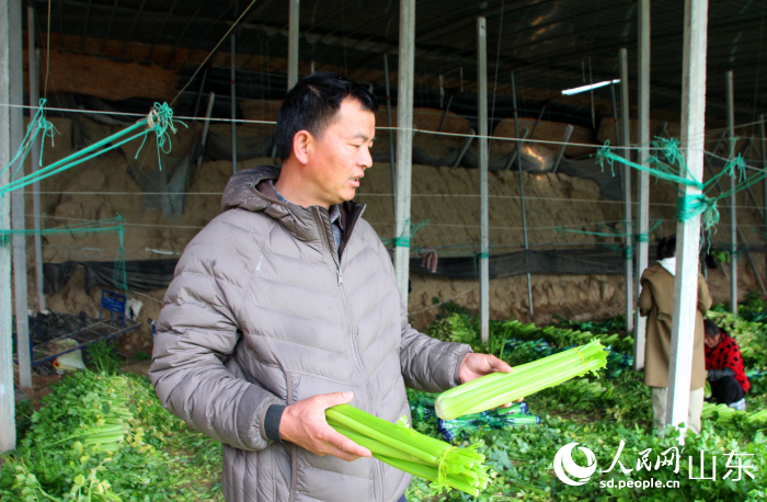 “芹”劳致富种出“好前景” 种植户刘自格介绍芹菜的特点。人民网记者 宋翠摄